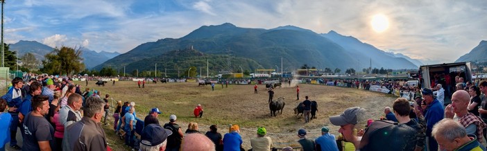 Batailles de Reines: Chatillon, arena da record con 251 bovine; Sirene, Espoire e Bufera conquistano la vittoria Batailles de Reines: Chatillon, arena da record con 251 bovine; Sirene, Espoire e Bufera conquistano la vittoria