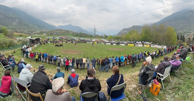 Batailles de Reines: A Jovençan vince l’identità degli allevatori con Pazzeska, Tigre e Euforie; Corbò reina del peso