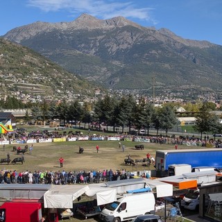 Batailles de Reine: Royal, Fauvette e Koala regine a Gressan: definite le ultime dodici finaliste