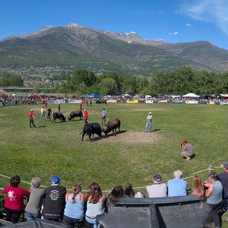 Batailles de Reines: Ultime regine di primavera, a Pollein trionfano tradizione e allevamento