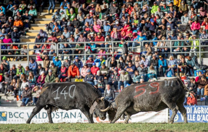 Batailles de Reines 2026–2028: meno eliminatorie, più Comitati e qualche “colpo di scena” sul calendario