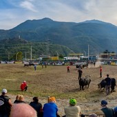 Batailles de Reines: Chatillon, arena da record con 251 bovine; Sirene, Espoire e Bufera conquistano la vittoria Batailles de Reines: Chatillon, arena da record con 251 bovine; Sirene, Espoire e Bufera conquistano la vittoria