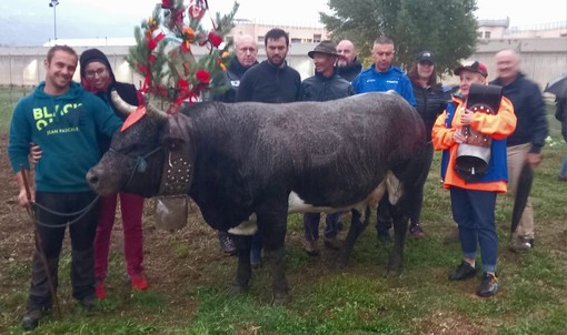 Paison reina di prima cat. Paison reina di prima cat.