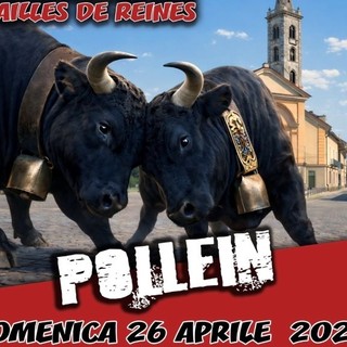 Batailles de Reines: 220 bovine in lizza per l’ultimo trono di primavera