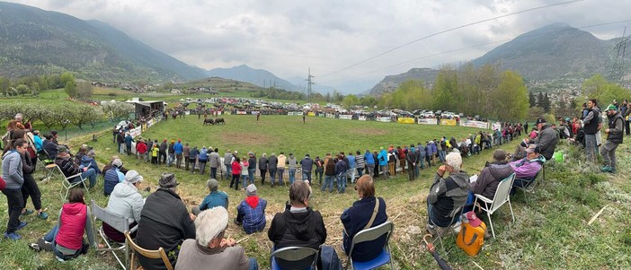 Batailles de Reines: A Jovençan vince l’identità degli allevatori con Pazzeska, Tigre e Euforie; Corbò reina del peso