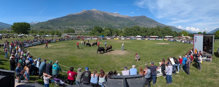 Batailles de Reines: Ultime regine di primavera, a Pollein trionfano tradizione e allevamento