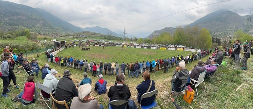 Batailles de Reines: A Jovençan vince l’identità degli allevatori con Pazzeska, Tigre e Euforie; Corbò reina del peso