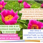 MONTAGNA VDA: La fioritura delle peonie -Issogne
