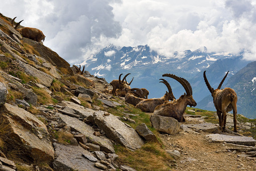Non solo ghiaccio, comprendre la montagne qui change