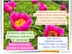 MONTAGNA VDA: La fioritura delle peonie -Issogne