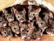 Domani Topa Day 2021, In Italia vivono 240 milioni di ratti e topi