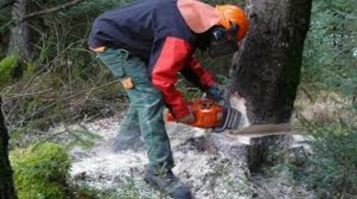 Progetto transfrontaliero: formazione di operatori boschivi  con un bando per istruttore forestale