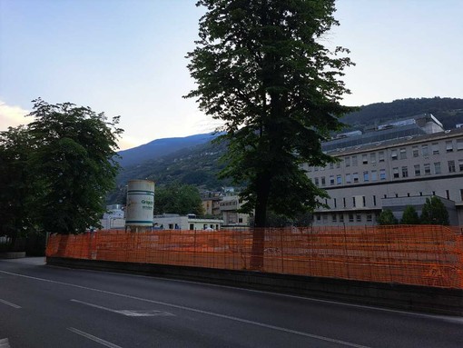 I tigli danneggiati dall'impresa edile I tigli danneggiati dall'impresa edile