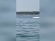 Delfini a pochi metri dalla riva in Romagna tra acrobazie e giochi d'acqua Delfini a pochi metri dalla riva in Romagna tra acrobazie e giochi d'acqua