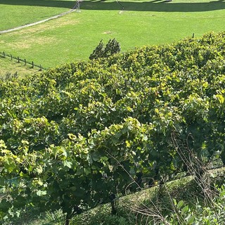 Posizionati i primi dissuasori olfattivi a difesa delle colture dai danni da fauna selvatica