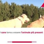 Un italiano su tre vive con un animale da compagnia Un italiano su tre vive con un animale da compagnia