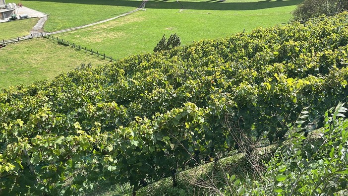 Posizionati i primi dissuasori olfattivi a difesa delle colture dai danni da fauna selvatica