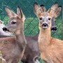 Belluno, liberati tre cuccioli di capriolo diventati fratelli dopo le cure Belluno, liberati tre cuccioli di capriolo diventati fratelli dopo le cure