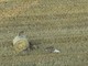 Branco di lupi 'adotta' un cucciolo di cane, il caso raro in Grecia – Video Branco di lupi 'adotta' un cucciolo di cane, il caso raro in Grecia – Video