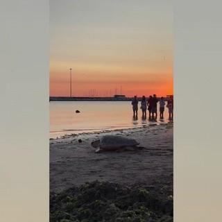 Ulisse torna in mare, la tartaruga riprende il largo dopo le cure