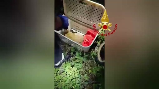 Il salvataggio del cucciolo di daino, la mamma lo aveva smarrito