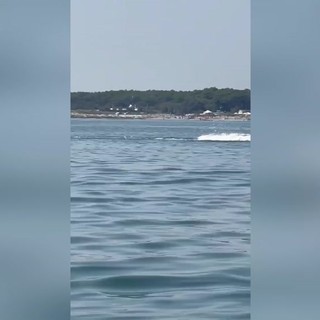 Delfini a pochi metri dalla riva in Romagna tra acrobazie e giochi d'acqua