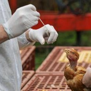 Aviaria, Bassetti: &quot;Sarà prossima pandemia, si tratta solo di stabilire quando accadrà&quot;