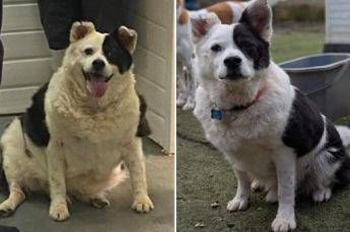 Da 30 a 15 chili in sei mesi, la rinascita di Patch: il cane che ha sconfitto l'obesità Da 30 a 15 chili in sei mesi, la rinascita di Patch: il cane che ha sconfitto l'obesità