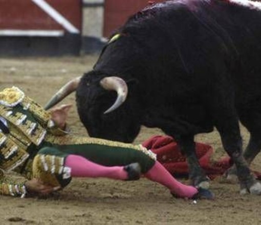 Il toro incorna e uccide il torero, lo choc in Spagna Il toro incorna e uccide il torero, lo choc in Spagna