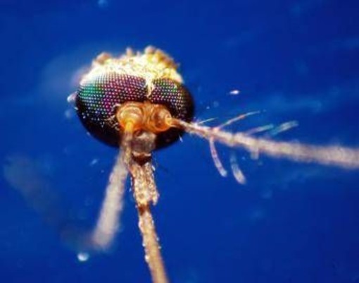 Dalla Dengue al West Nile, quale zanzara le trasmette: come riconoscerle Dalla Dengue al West Nile, quale zanzara le trasmette: come riconoscerle