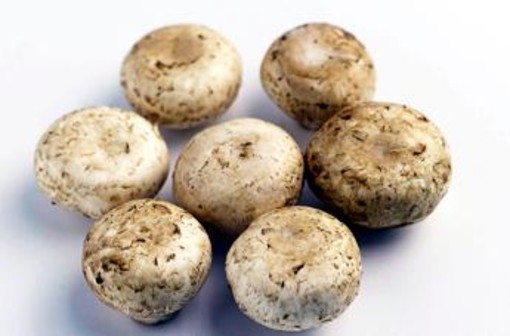 Da funghi champignon possibile azione anti-cancro prostata, si studia meccanismo