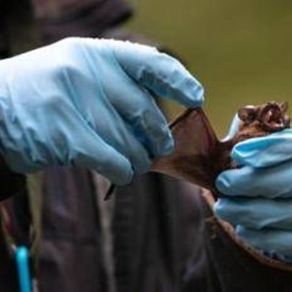 Coronavirus, pipistrelli e suini, lo studio sui rischi negli allevamenti del Nord Italia
