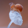 Il Parco Naturale Mont Avic celebra la fauna alpina con la fotografia di Marco Colombo Il Parco Naturale Mont Avic celebra la fauna alpina con la fotografia di Marco Colombo