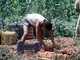Crisi nei campi, lavoratori agricoli sempre più anziani e 1 su 2 è straniero Crisi nei campi, lavoratori agricoli sempre più anziani e 1 su 2 è straniero