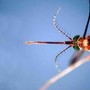 West Nile, Asl Teramo registra primo caso 2026 in Abruzzo: 85enne in buone condizioni