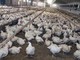 Meglio il pollo con pelle bianca o gialla? L'allevatore sfata un falso mito Meglio il pollo con pelle bianca o gialla? L'allevatore sfata un falso mito
