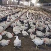 Meglio il pollo con pelle bianca o gialla? L'allevatore sfata un falso mito Meglio il pollo con pelle bianca o gialla? L'allevatore sfata un falso mito