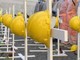 Napoli, operaio cade da impalcatura e muore