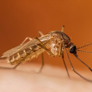 West Nile, il virus arriva in Valle d’Aosta: trovato in due uccelli selvatici