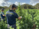 Scoperta nel Sassarese maxi piantagione di marijuana da 4.600 piante Scoperta nel Sassarese maxi piantagione di marijuana da 4.600 piante