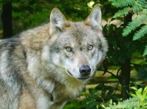 Bambini azzannati a Noicattaro, nuovi avvistamenti del lupo: scatta la caccia anche con i droni Bambini azzannati a Noicattaro, nuovi avvistamenti del lupo: scatta la caccia anche con i droni