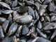 Caldo fa strage di molluschi nel delta del Po, moria di cozze e vongole Caldo fa strage di molluschi nel delta del Po, moria di cozze e vongole