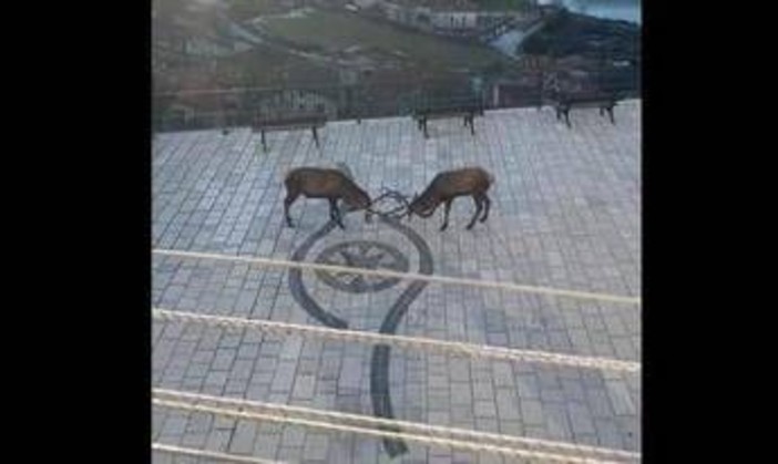 Barrea, cervi combattono in pieno centro: il video diventa virale