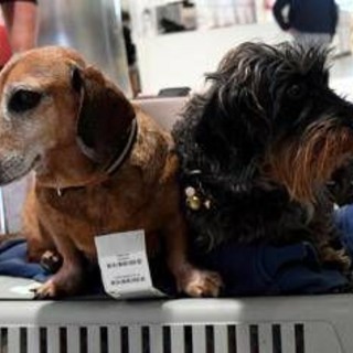 Cani nella stiva dell'aereo? Per la Corte Ue sono come bagagli: la sentenza