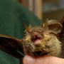 Donna si risveglia con un pipistrello in faccia: "Voleva infilarsi in bocca" Donna si risveglia con un pipistrello in faccia: "Voleva infilarsi in bocca"