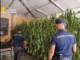 Scoperta maxi piantagione di marijuana nel Palermitano, un arrestato