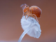 Il Parco Naturale Mont Avic celebra la fauna alpina con la fotografia di Marco Colombo Il Parco Naturale Mont Avic celebra la fauna alpina con la fotografia di Marco Colombo