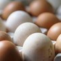 Rischio salmonella, ritirato lotto di uova Selex Rischio salmonella, ritirato lotto di uova Selex