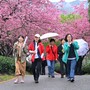 Cina, con i ciliegi in fiore turismo di primavera in crescita