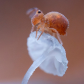Il Parco Naturale Mont Avic celebra la fauna alpina con la fotografia di Marco Colombo Il Parco Naturale Mont Avic celebra la fauna alpina con la fotografia di Marco Colombo